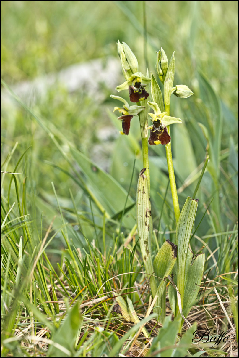 Ophrys holosericea subsp. holosericea (Burm.f.) Greutern -